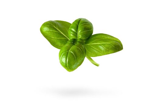 Fresh basil leaves on a white isolated background. A green basil leaf with water drops falls casting a shadow. Blank isolate for inserting a draft or label.