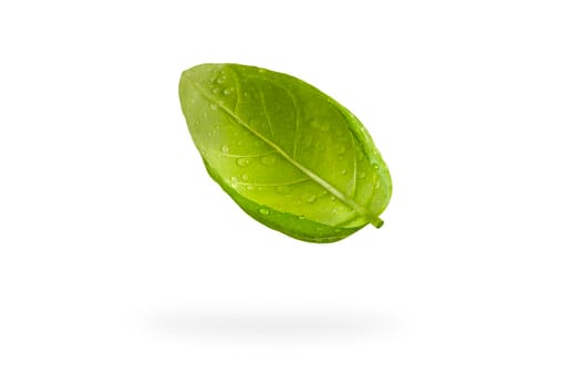 Fresh basil leaves on a white isolated background. A green basil leaf with water drops falls casting a shadow. Blank isolate for inserting a draft or label.