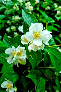 Close-up of the flowering bushes in the park after the rain