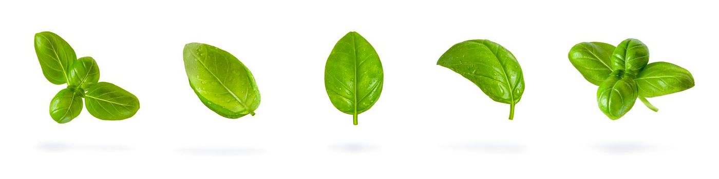 Big set of Fresh basil leaves on a white isolated background. Green basil leaves with water drops fall casting a shadow. Blank isolate for inserting a draft or label.