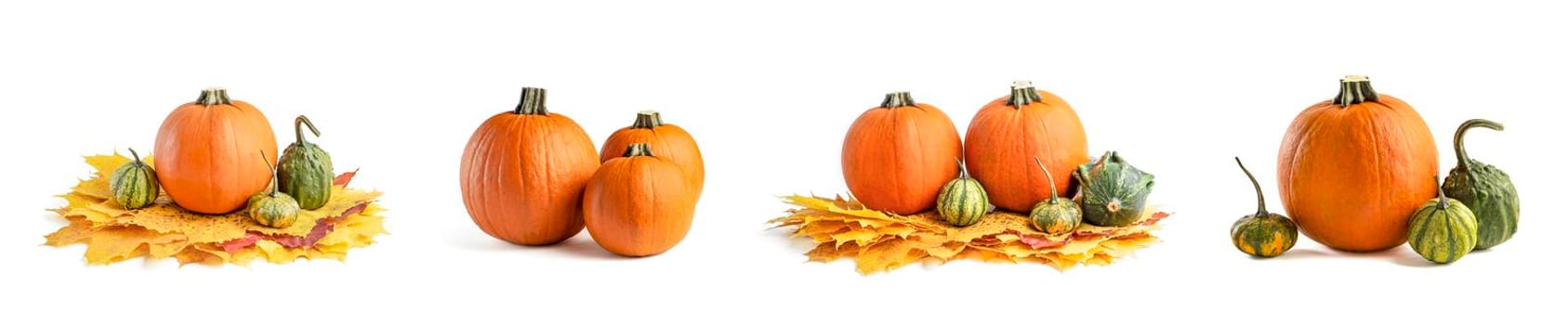 A large set of small pumpkins and pumpkin in a wicker basket, for Halloween decoration. Isolate on white background. Autumn set of decorative pumpkins and maple leaves