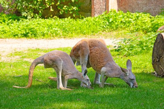 Kangaroos walk on the green lawn and eat grass