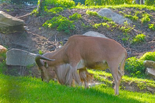 On the slope of the mountain walks a mountain goat and eats grass