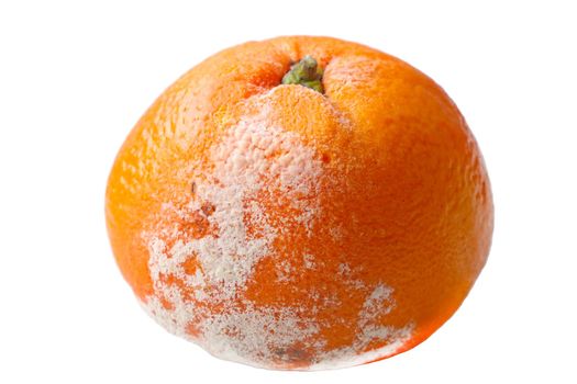 Close-up of a spoiled orange on a white background. Fruit isolate