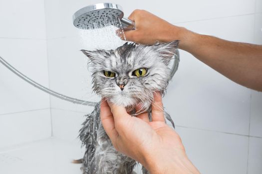 Funny grey persian cat in shower or bath. Washing cat in groomer salon. Pet hygiene concept. Wet cat. High quality photo