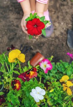 A child plants a flower garden. Selective focus. nature.