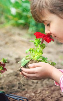 A child plants a flower garden. Selective focus. nature.