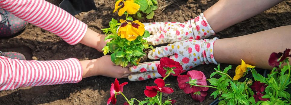 Child and mother plant flowers in the garden. Selective focus. nature.