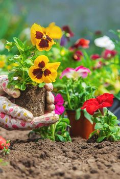 The gardener is planting a flower garden. Selective focus. nature.