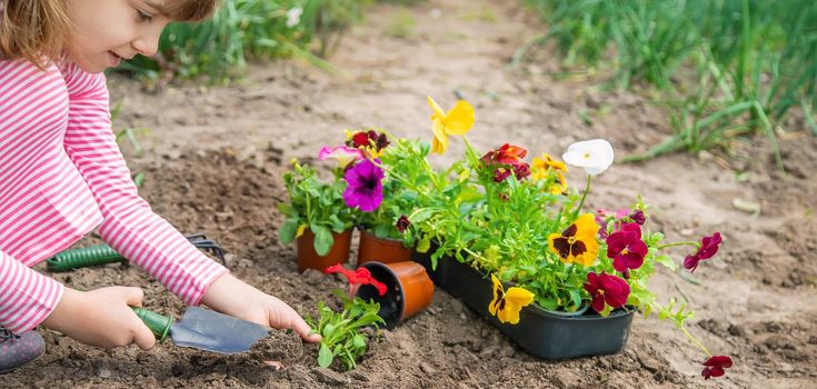 A child plants a flower garden. Selective focus. nature.