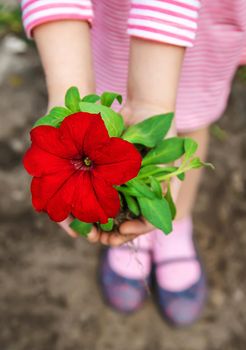 A child plants a flower garden. Selective focus. nature.