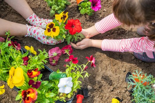 Child and mother plant flowers in the garden. Selective focus. nature.