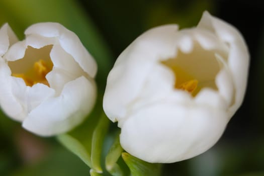 Selective focus. White flowering tulips in a vase