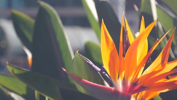 Strelitzia bird of paradise orange flower bloom, crane flower inflorescence, exotic tropical blossom in sunny garden. California flora or floriculture, USA. Botanical floral background in sunlight.