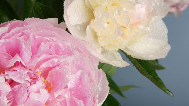 Water rain drops on peony flowers spring bloom, floral blossom of paeony. Springtime moist botanical flora. Pastel color paeonia inflorescence. Bouquet. Dew or raindrops on spring wet petals. Droplets