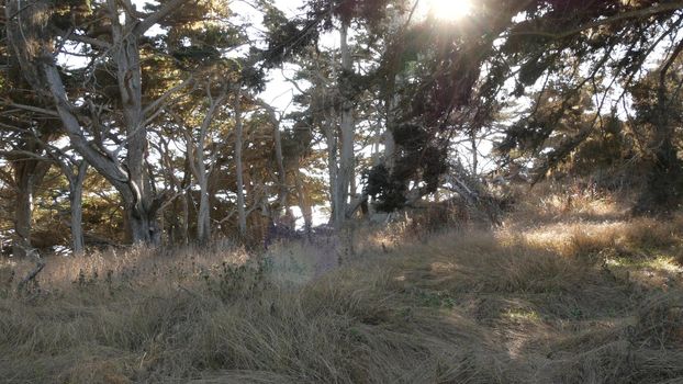 Twisted gnarled bare leafless trees branches and trunks in forest. Deep surreal mystical dead dry wood, fairy old pine cypress grove or fantasy woodland in moss. Point Lobos, Monterey, California, USA