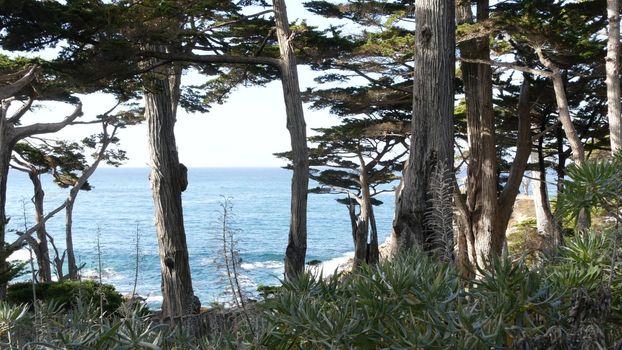 Rocky craggy ocean coast and cypress grove, blue water waves and coniferous pine tree forest, scenic 17-mile drive woods, Monterey nature near Point Lobos, Big Sur and Pebble beach, California USA.