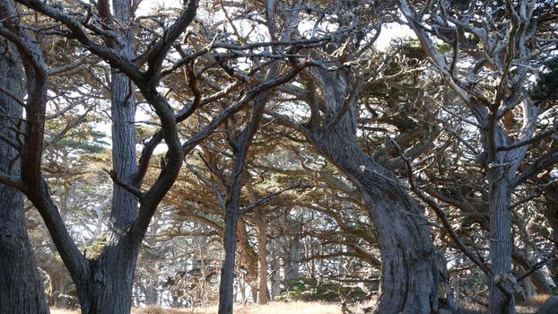 Twisted gnarled bare leafless trees branches and trunks in forest. Deep surreal mystical wood, fairy old pine cypress grove or fantasy woodland in moss, sunlight. Point Lobos, Monterey, California USA