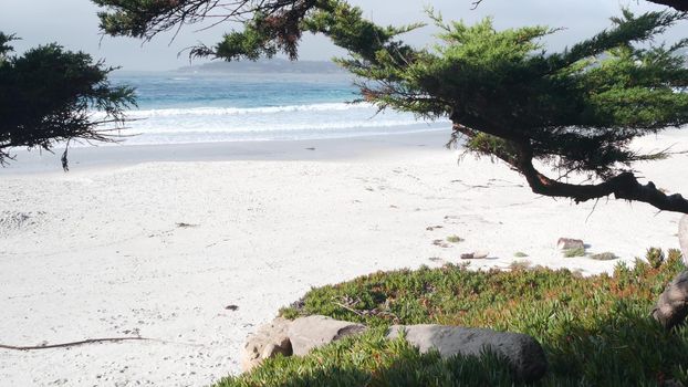 Empty ocean sandy beach in Carmel, Monterey nature, California coast, USA. Big foamy sea water waves crashing on shore. Vacations waterfront beachfront resort. Sunny foggy weather, pine cypress tree.