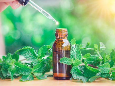 The peppermint extract in small bottle near peppermint leaf on wooden table. The essential oil falling from glass dropper into organic bio alternative medicine, brown bottle.