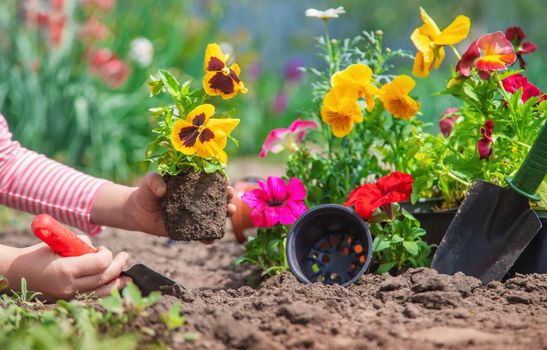 A child plants a flower garden. Selective focus. nature.