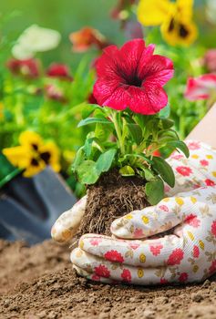 The gardener is planting a flower garden. Selective focus. nature.