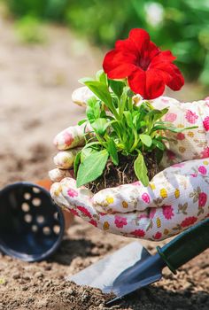 The gardener is planting a flower garden. Selective focus. nature.