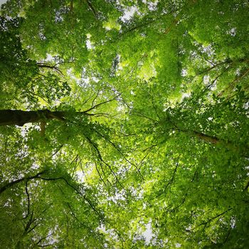 Nature - relaxation and meditation for mental health. Green spring forest. Natural colorful background in deciduous forest with trees.