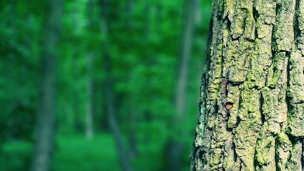 Nature - relaxation and meditation for mental health. Green spring forest. Natural colorful background in deciduous forest with trees.