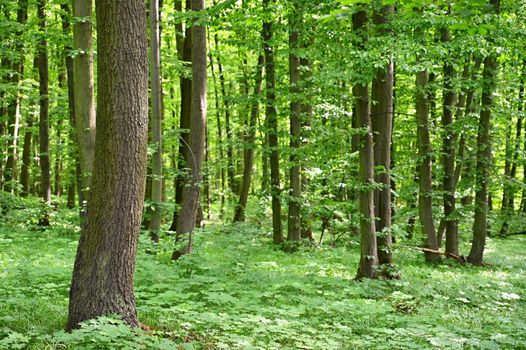 Nature - green background. Beautiful spring deciduous forest with trees and leaves. Relaxation and rest for the soul. Concept for ecology and nature.