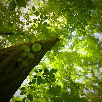 Nature - relaxation and meditation for mental health. Green spring forest. Natural colorful background in deciduous forest with trees.