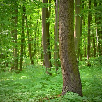 Nature - relaxation and meditation for mental health. Green spring forest. Natural colorful background in deciduous forest with trees.