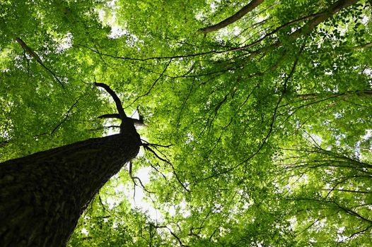 Nature - green background. Beautiful spring deciduous forest with trees and leaves. Relaxation and rest for the soul. Concept for ecology and nature.