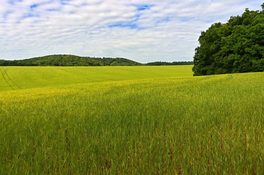 Landscape with field in spring time. Concept for agriculture and nature. Green grain with sky.