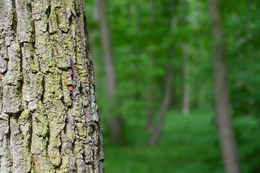 Nature - green background. Beautiful spring deciduous forest with trees and leaves. Relaxation and rest for the soul. Concept for ecology and nature.