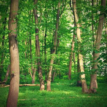 Nature - relaxation and meditation for mental health. Green spring forest. Natural colorful background in deciduous forest with trees.