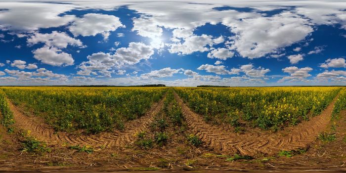 360 by 180 seamless degree full spherical panorama of summer day blossomong yellow rapseed colza field in eqirectangular projection