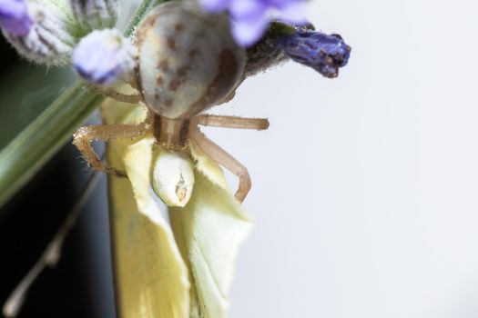 a crab spider is eating a white cabbage butterfly, sitting on a flower.