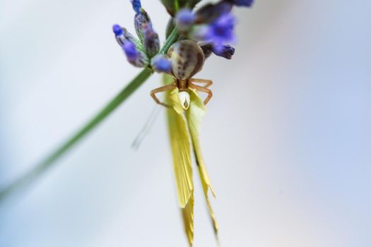 a crab spider is eating a white cabbage butterfly, sitting on a flower.