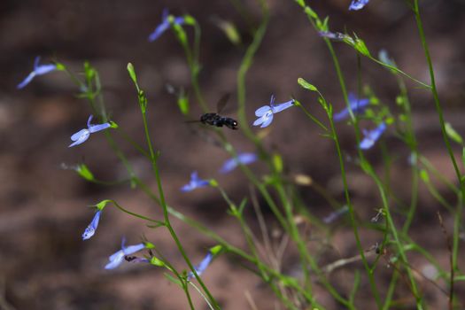 Natural wiry lobelia wildflowers (Lobelia setacea) with Insect flying by, Mossel Bay, South Africa