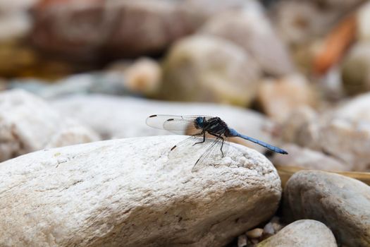 Cape skimmer dragonfy (Orthetrum julia capicola) on white river rock, Mossel Bay, South Africa