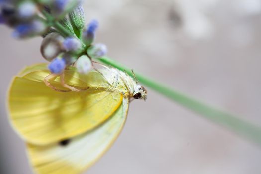 a crab spider is eating a white cabbage butterfly, sitting on a flower.