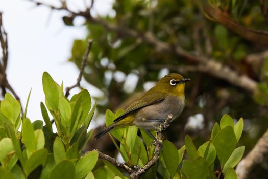 Cape white-eye bird (Zosterops virens capensis) perched on a branch, Mossel Bay, South Africa