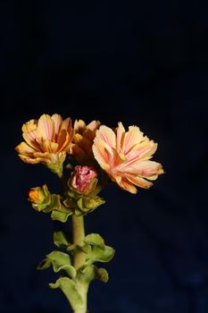 Flower blossoming close up modern botanical background lewisia cotyledon family montiaceae big size high quality prints home decoration