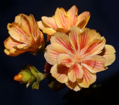 Flower blossoming close up modern botanical background lewisia cotyledon family montiaceae big size high quality prints home decoration