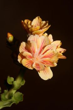 Flower blossoming close up modern botanical background lewisia cotyledon family montiaceae big size high quality prints home decoration