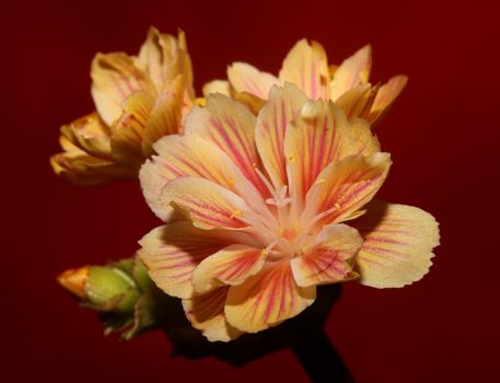 Flower blossoming close up modern botanical background lewisia cotyledon family montiaceae big size high quality prints home decoration