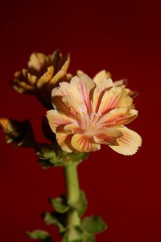 Flower blossoming close up modern botanical background lewisia cotyledon family montiaceae big size high quality prints home decoration