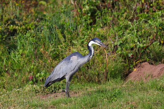 Black-headed heron (Ardea melanocephala) with caught blind snake (Afrotyphlops bibronii) in beak, Mossel Bay, South Africa