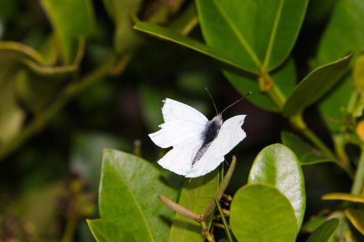 African small white butterfly (Dixeia charina charina) with damaged wings, Mossel Bay, South Africa